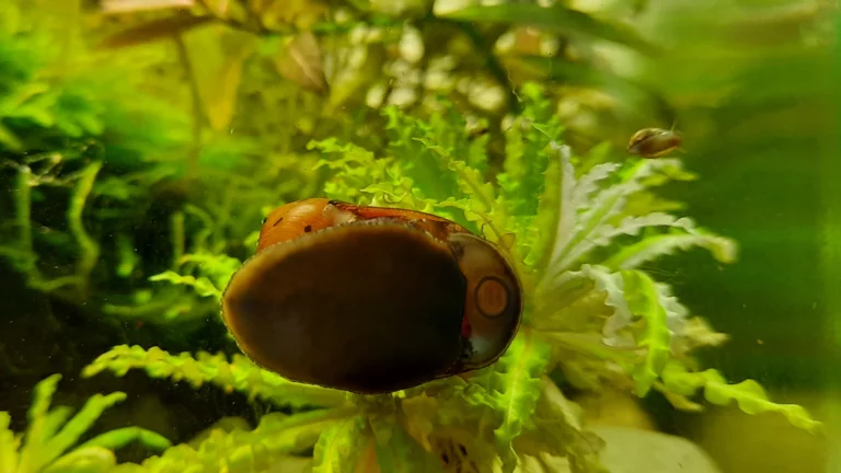 Rennschnecke